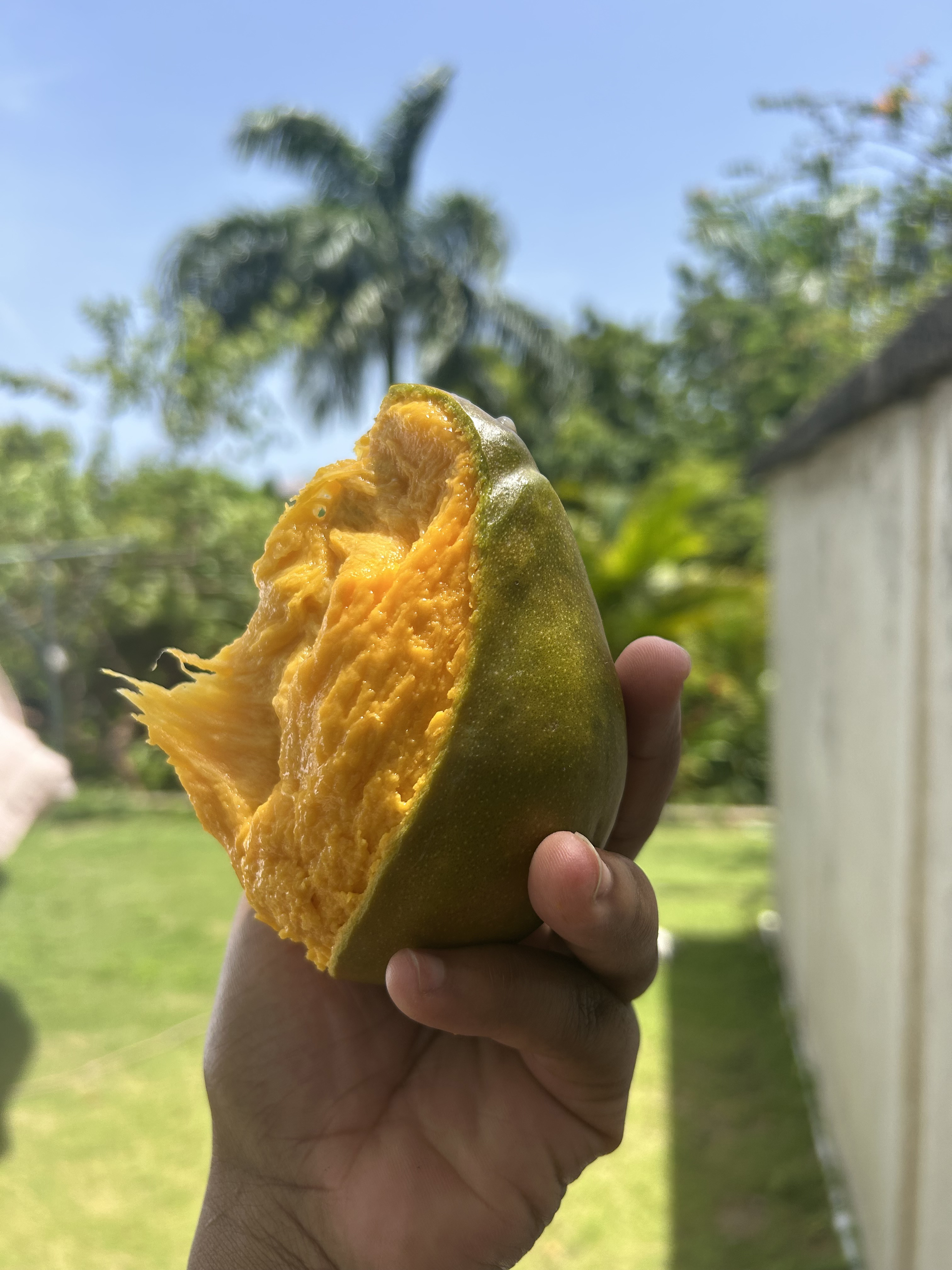 Mango!