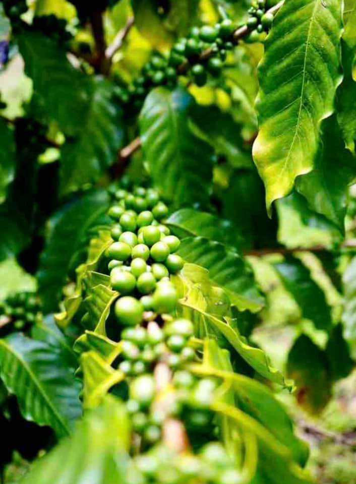 Coffee beans growing in the hills