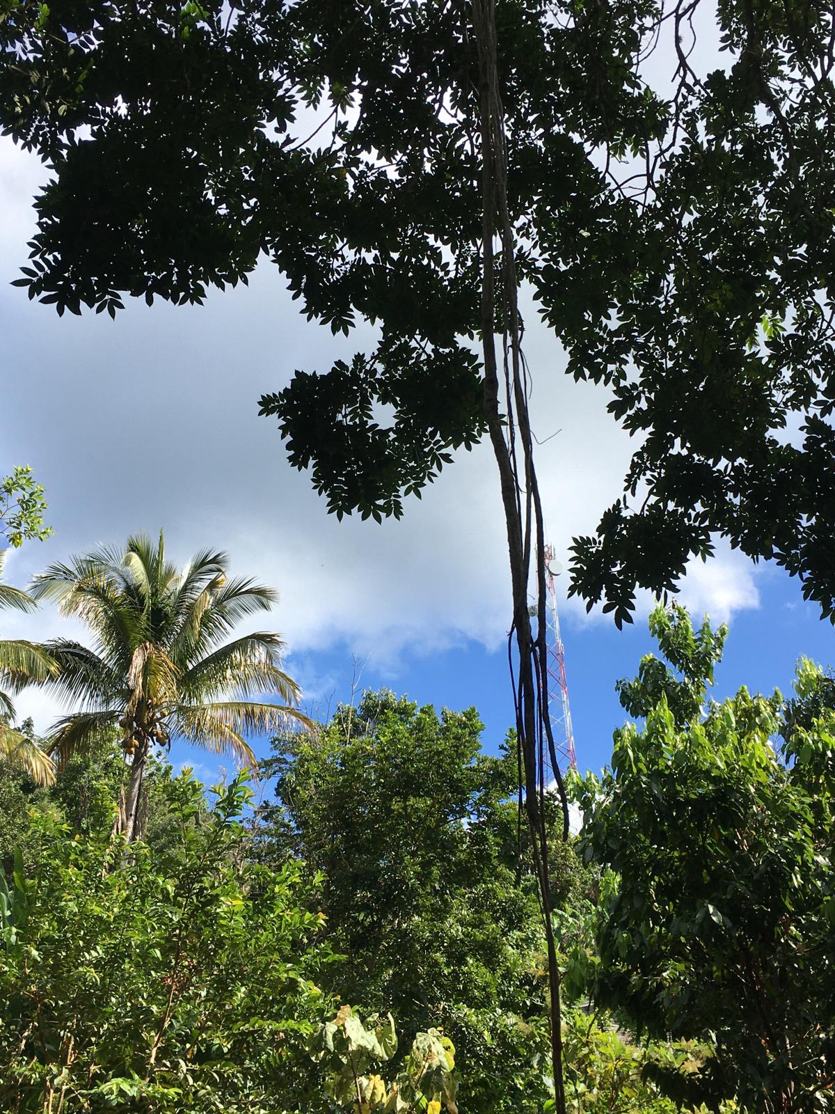 Take time to admire the abundant, lush vegetation