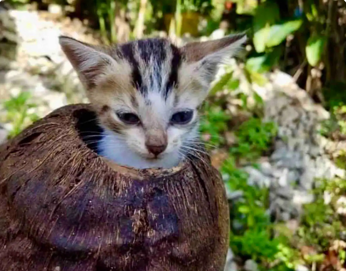 A kitten in a coconut shell. No further explanation needed!