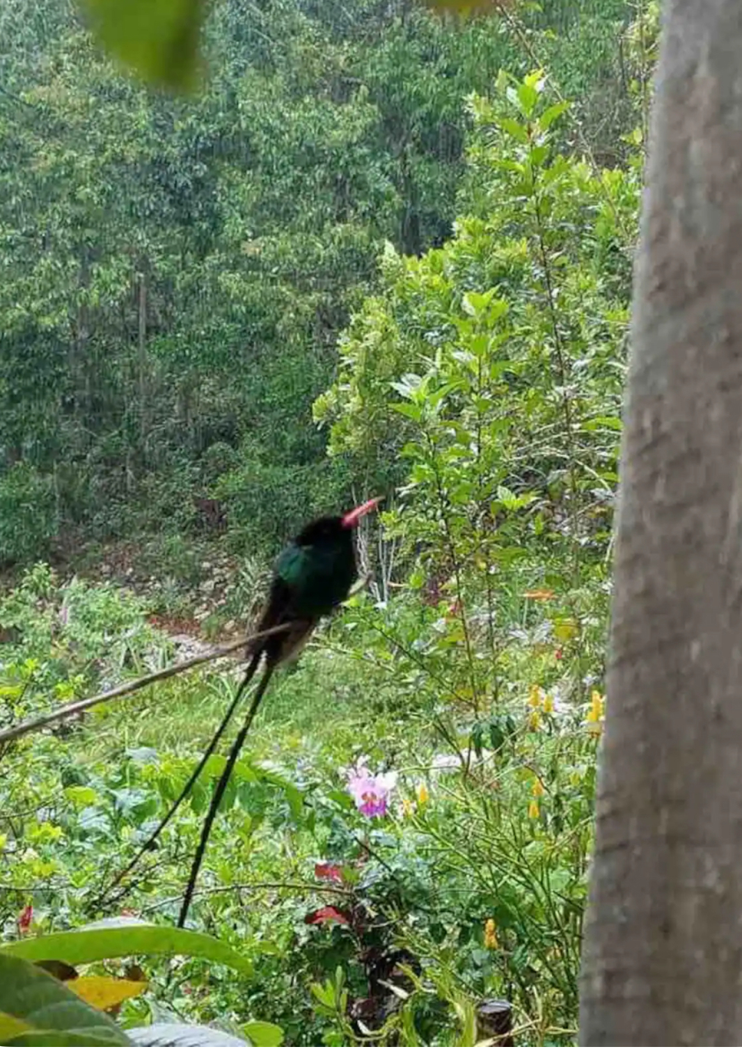 Nature and wildlife come to you - here's Jamaica's national bird, the Doctor Bird