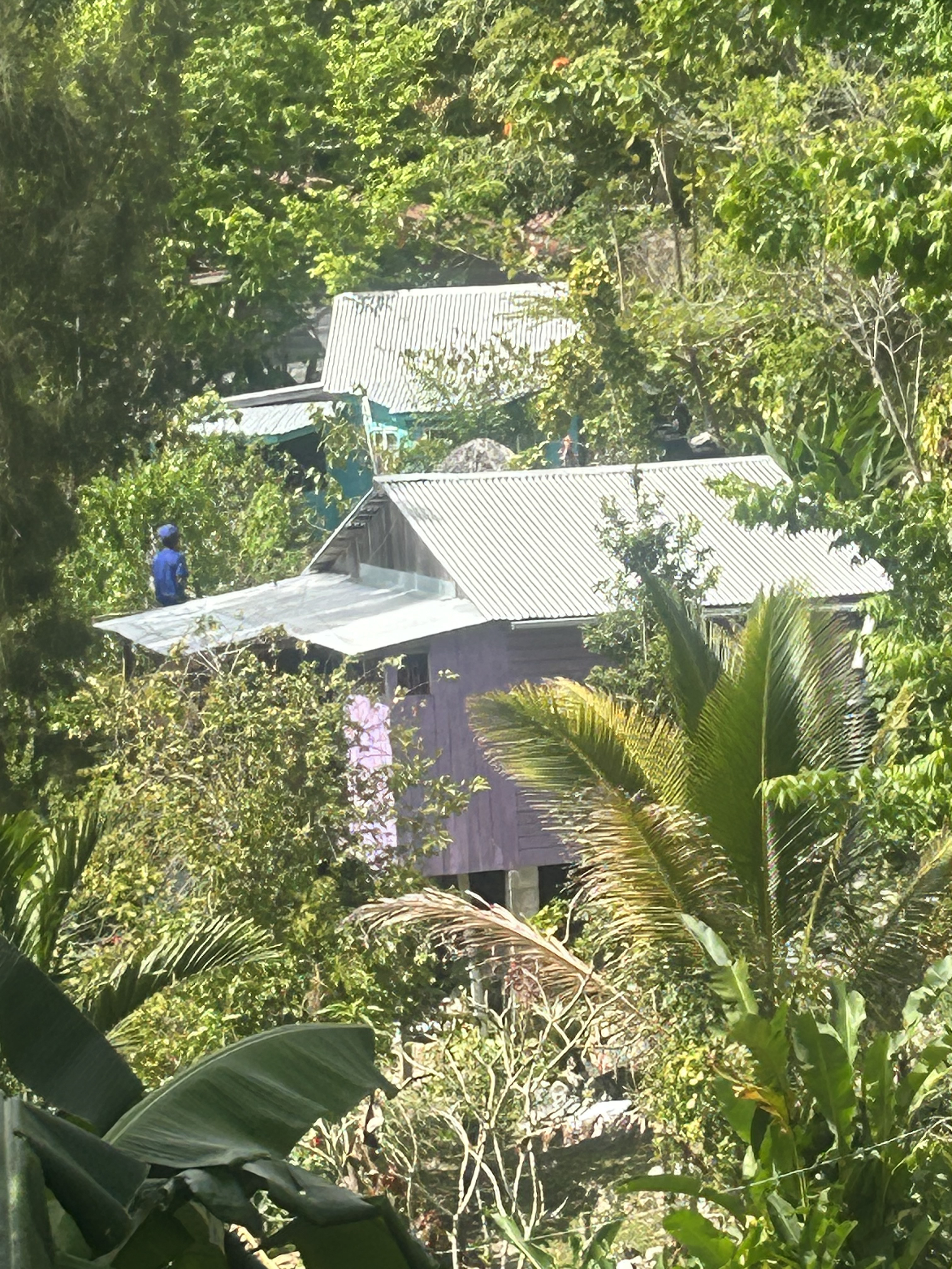 A view across the cabins, nestling among the forest