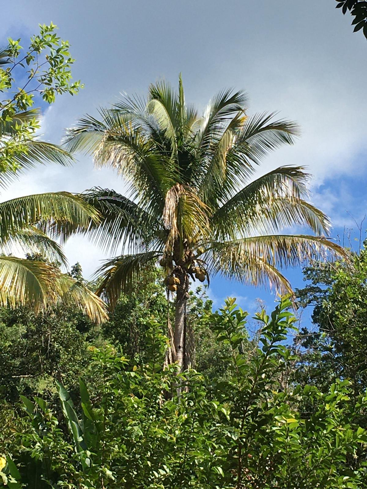 Palm trees in the hills