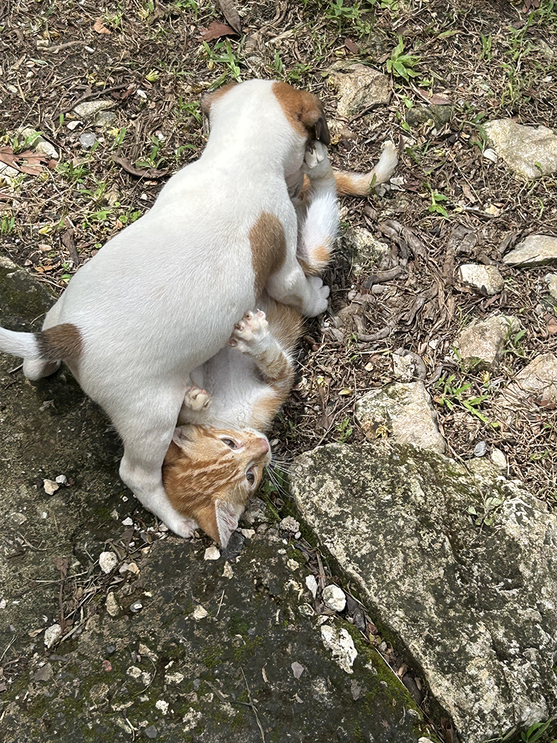 Furry friends playing in the grounds